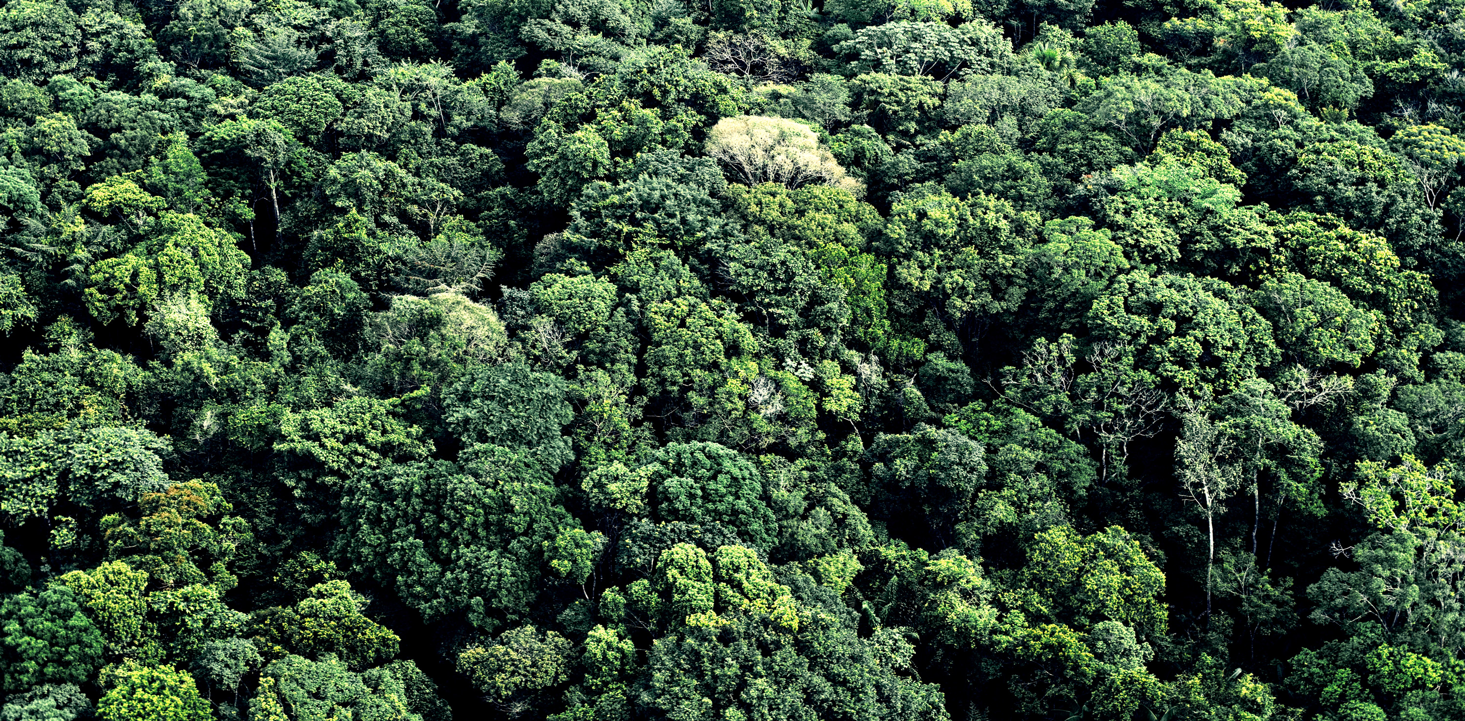 vue de dessus de la jungle